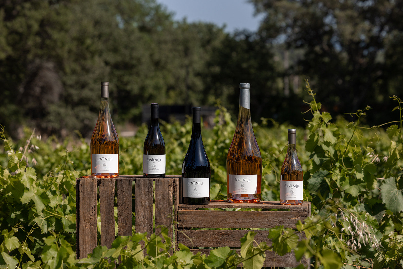 Exceptional vineyard in the heart of the Luberon