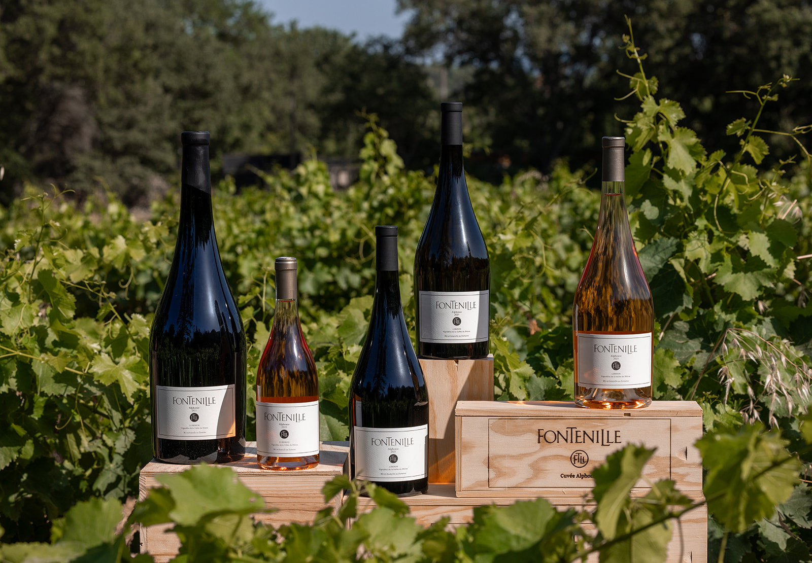 Vignoble d’exception au cœur du Luberon