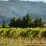 Matinées vendanges