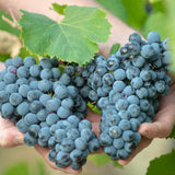 Matinées vendanges